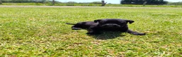 Labrador Retriever dogs for sale: 🐾 Beautiful Labrador Puppies – KC Registered 🐾 - Advert 19
