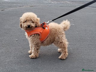Toy Poodle dogs - Advert 1
