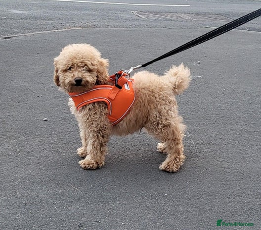 Toy Poodle dogs - Advert 1