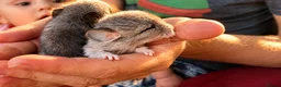 Chinchilla rodents for sale: 🐭💕Two Adorable Baby Chinchilla Boys 💕 - Advert 3