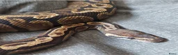 Python Snake reptiles for sale: CB21 GHI royal python (proven) - Advert 6