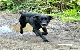 Labrador Retriever dogs for stud: Black Labrador Retriever – At Stud. KC Registered in Salisbury - Image 6
