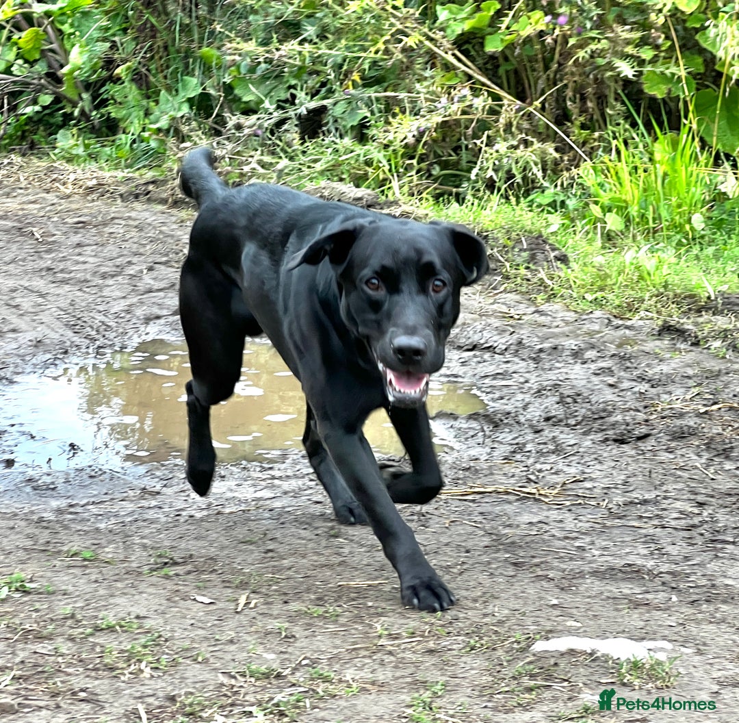 Labrador Retriever dogs for stud: Black Labrador Retriever – At Stud. KC Registered in Salisbury - Image 6