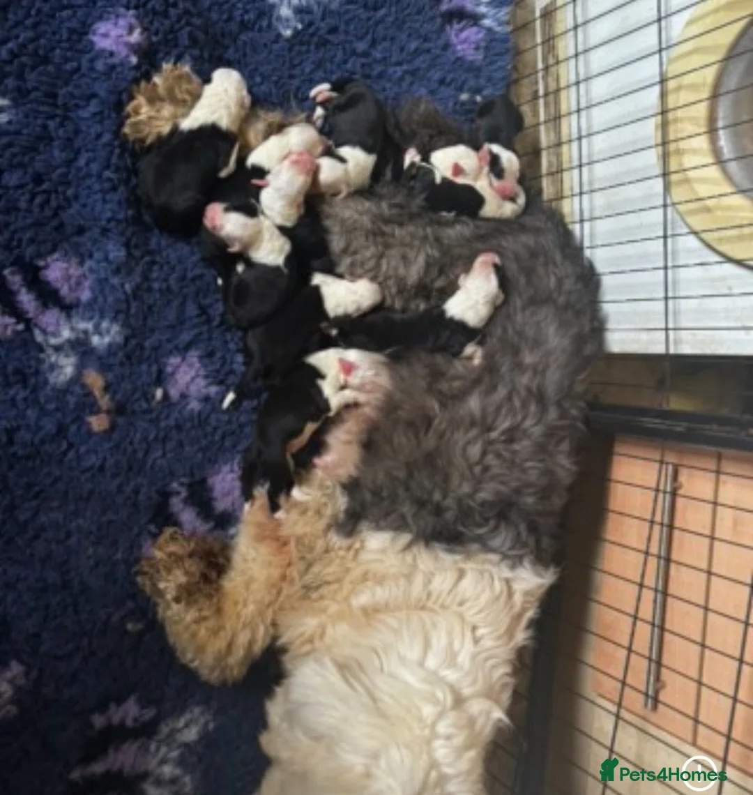 Old English Sheepdog dogs for sale: Fully health tested, KC registered OES - Advert 11