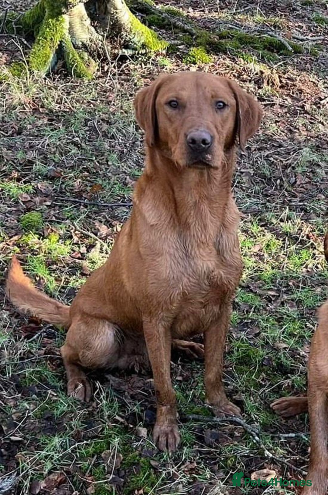 Labrador Retriever dogs for sale: KC Registered Litter of 9 fox red Labrador Puppies - Advert 3