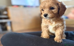 Mixed Breed dogs for sale: 8 hybrid puppies ready the (3rd of October) - Image 31