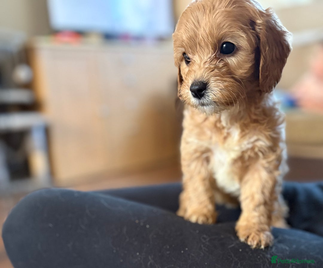 Mixed Breed dogs for sale: 8 hybrid puppies ready the (3rd of October) - Image 31