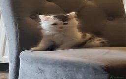 Mixed Breed cats for sale: mix litter Bengal and Norweign Forrest Kittens - Image 1