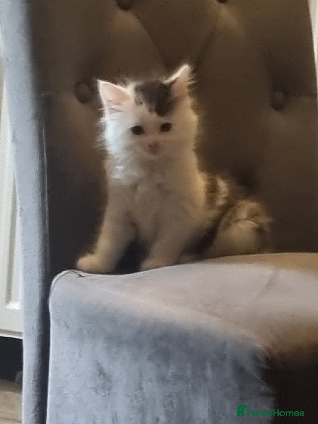 Mixed Breed cats for sale: mix litter Bengal and Norweign Forrest Kittens - Image 1