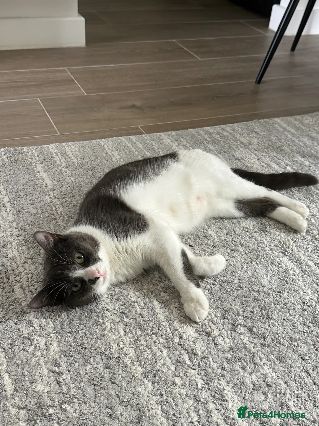 Mixed Breed cats for sale: Cat/Female - Advert 2