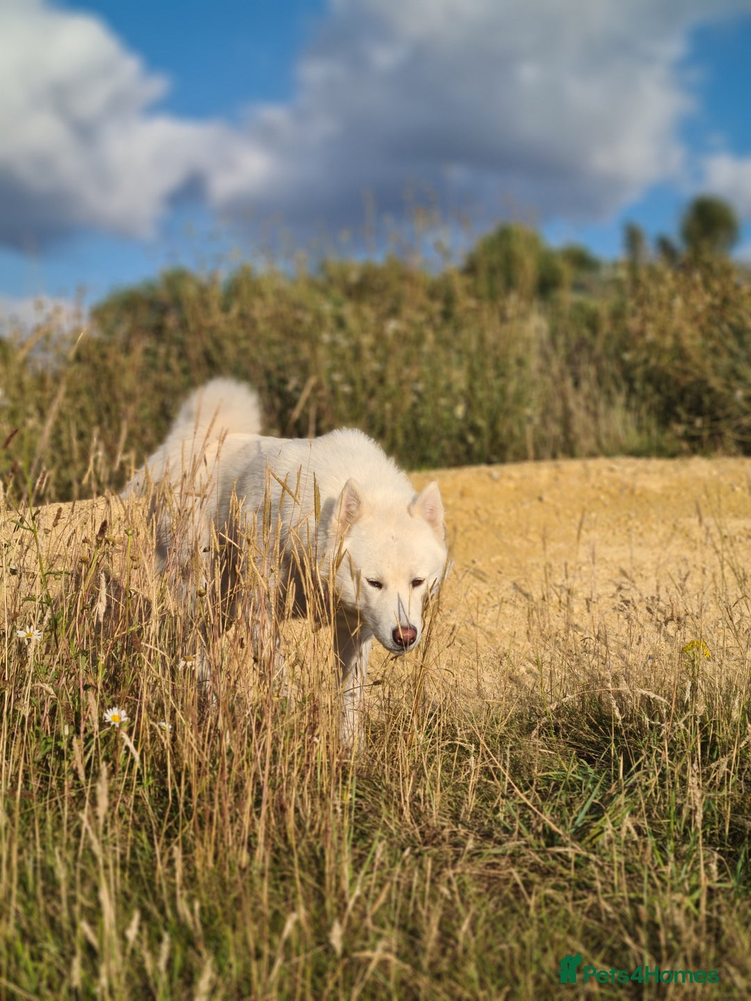 Mixed Breed dogs for sale: Czech Wolfdog × Akita/Malamute Puppies - Image 12
