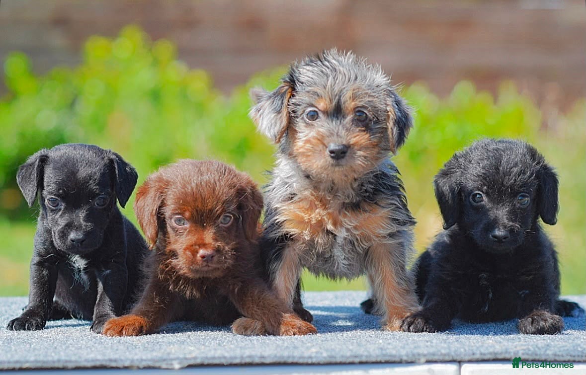 Mixed Breed dogs Beautiful litter of Patterpoo’s   - Advert 3