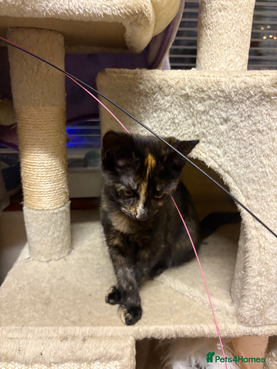 Mixed Breed cats for sale: Kittens for sale - Advert 9