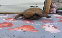 Mini Lop rabbits for sale: Mini lop x babies  - Image 4