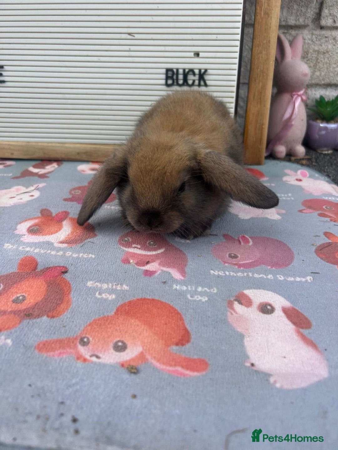 Mini Lop rabbits for sale: Mini lop x babies  - Image 4