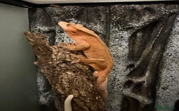 Gecko reptiles for sale: Breeding pair crested geckos and terrarium - Image 4