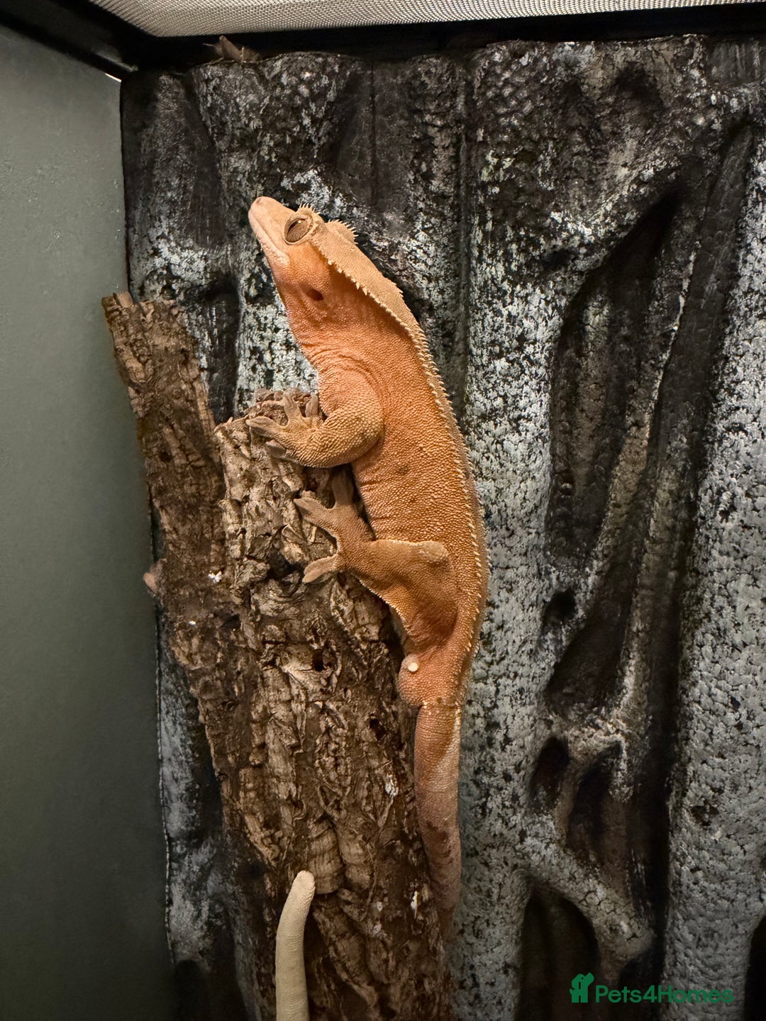 Gecko reptiles for sale: Breeding pair crested geckos and terrarium - Image 4