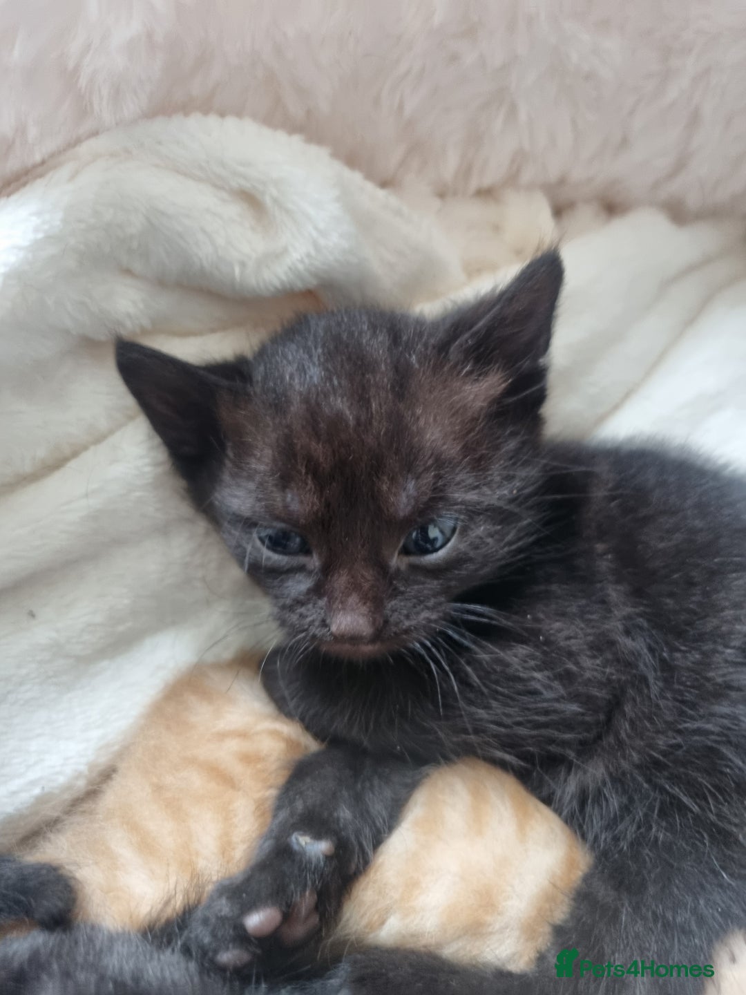 Mixed Breed cats for sale: Mixed tortoiseshell/British short-hair  - Image 8