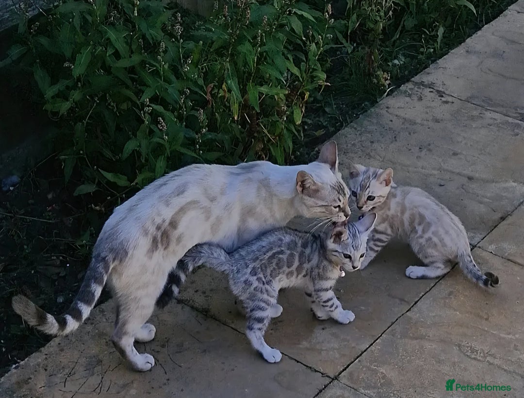 Bengal cats for sale: Rare 💎Silver💎 female bengal Active TICA reg - Advert 1