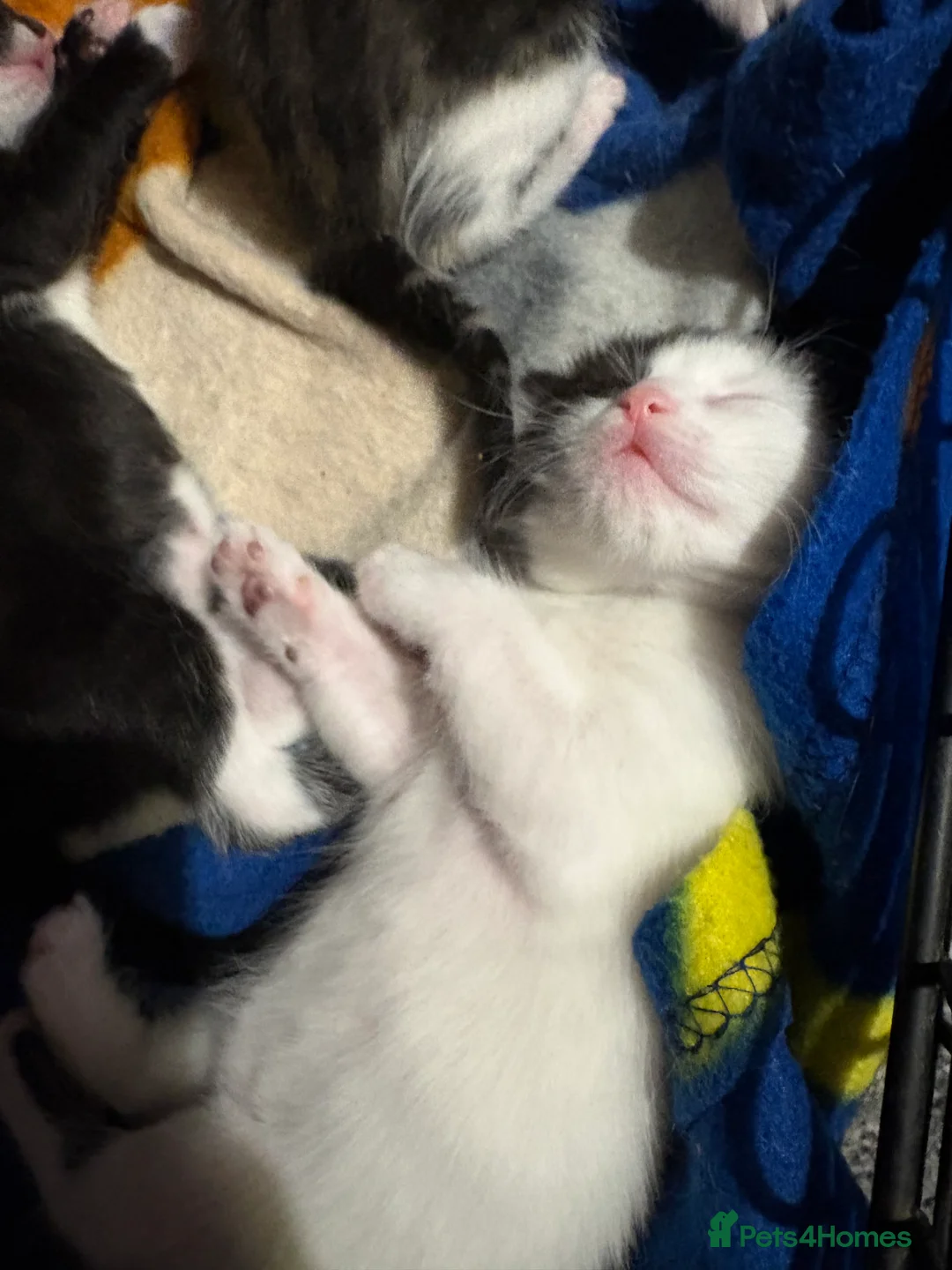 Mixed Breed cats for sale: Selling kittens  - Advert 2