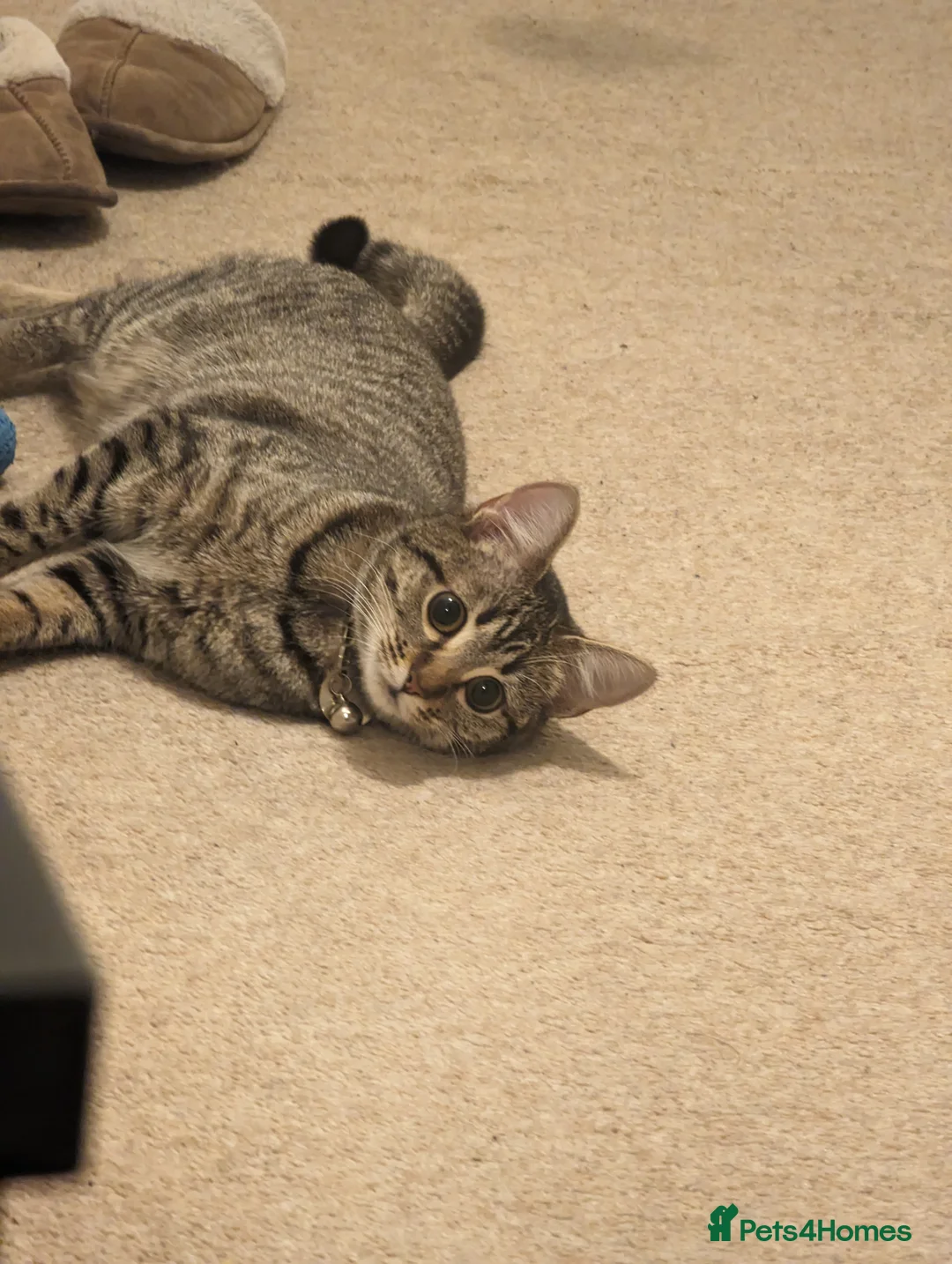 Mixed Breed cats for sale: New home needed - Advert 2