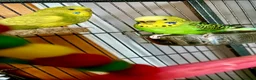 Budgerigars birds for sale: Two female budgies  in Colchester - Advert 2