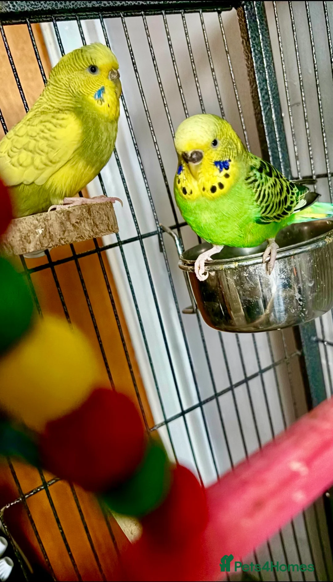 Budgerigars birds for sale: Two female budgies  in Colchester - Advert 2