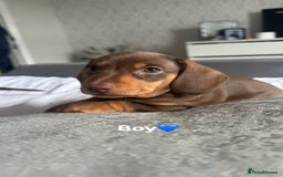 Miniature Dachshund dogs for sale: Miniature daschunds  READY TO LEAVE 29th SEPT - Image 21