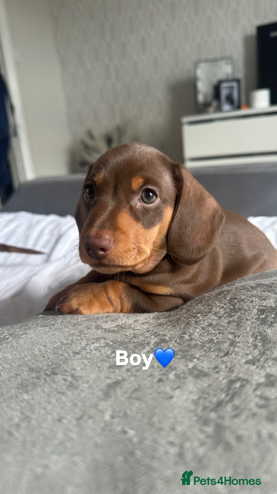 Miniature Dachshund dogs for sale: Miniature daschunds  READY TO LEAVE 29th SEPT - Image 21