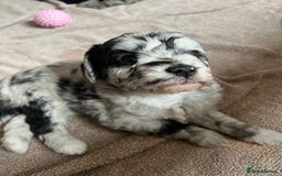 Labradoodle dogs for sale: One beautiful F1B Labradoodle puppy left!  - Image 14