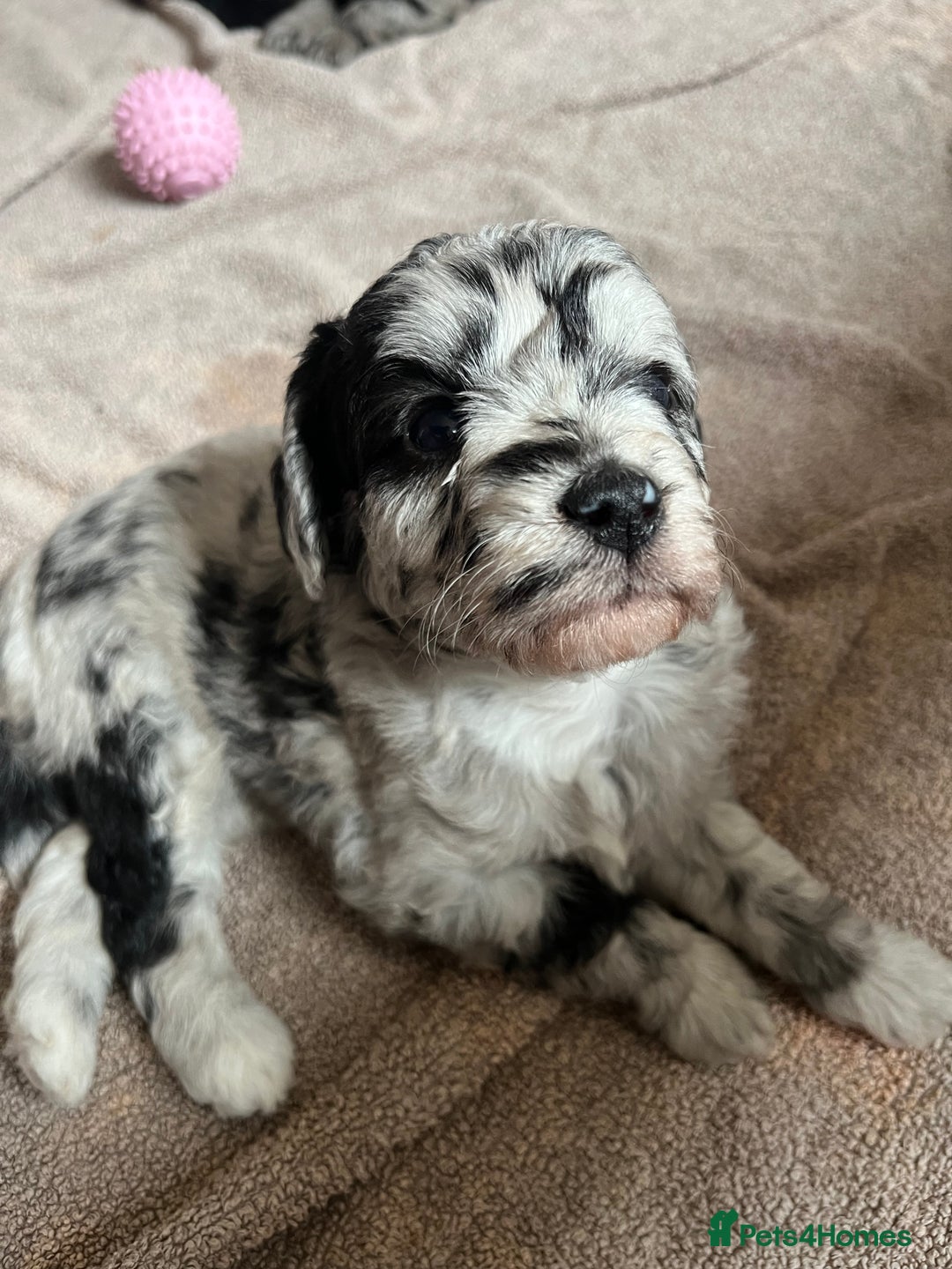 Labradoodle dogs for sale: One beautiful F1B Labradoodle puppy left!  - Image 14