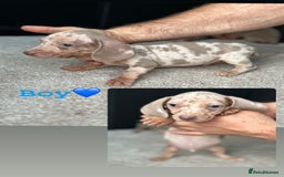 Miniature Dachshund dogs for sale: Rare colour miniature dachshund pups - Image 6