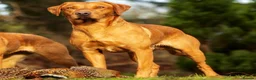 Labrador Retriever dogs for stud: Working Fox Red Labrador Retriever for stud   in Newark - Advert 7