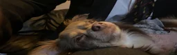 Chihuahua dogs for sale: Female Lilac Long Haired Chihuahua - Advert 6