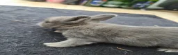 Netherland Dwarf rabbits for sale: Netherlands Dwarf babies  in Hailsham - Advert 7