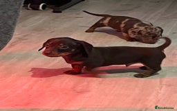 Dachshund dogs for sale: Beautiful miniature dachshunds  - Image 40