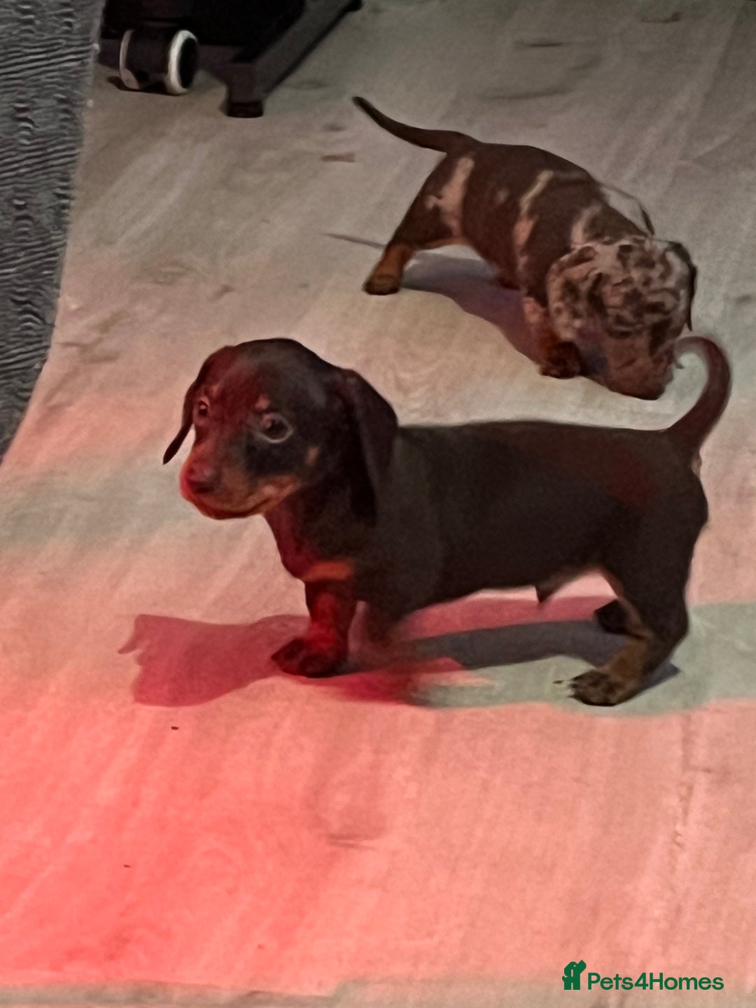 Dachshund dogs for sale: Beautiful miniature dachshunds  - Image 40