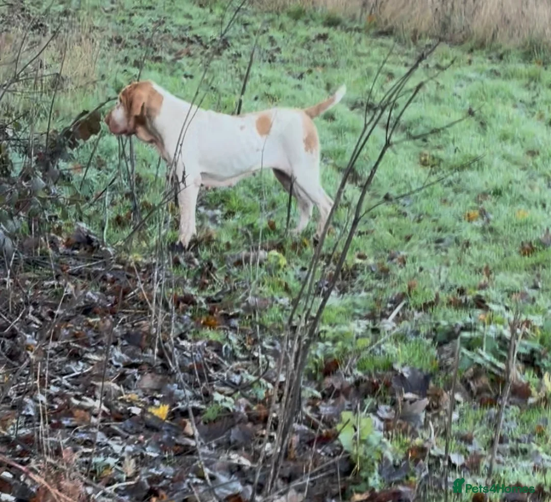 Bracco Italiano dogs for sale: Spring Litter Planned  - Advert 19