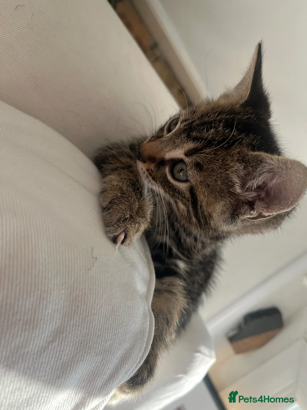 Mixed Breed cats for sale: Lovely tabby kittens for sale  in Penzance - Advert 4