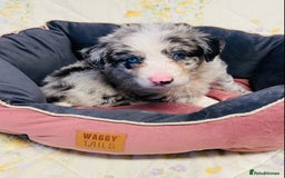 Border Collie dogs for sale: Border collie puppies  - Image 17
