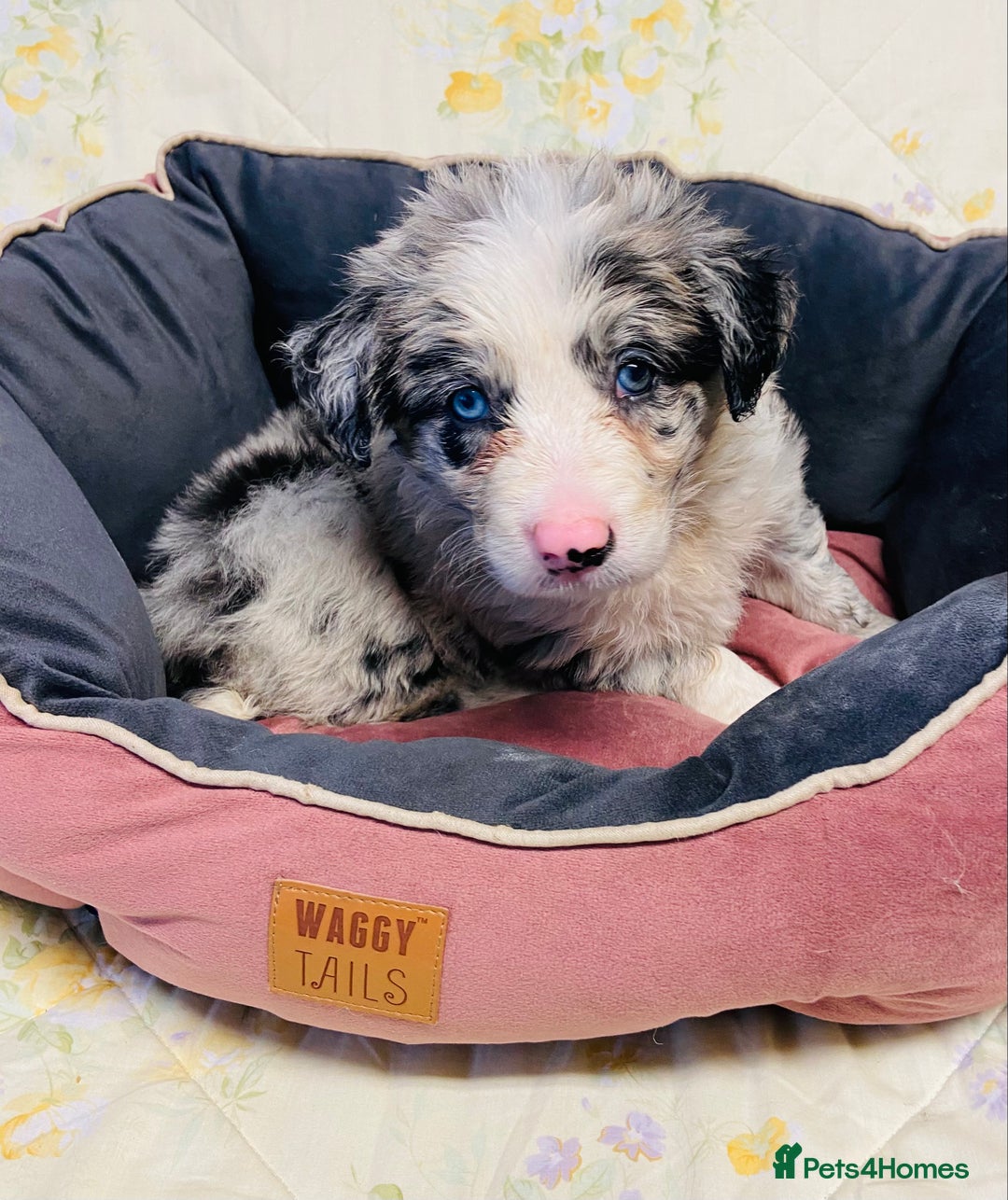 Border Collie dogs for sale: Border collie puppies  - Image 17