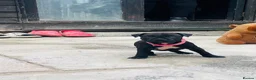 Staffordshire Bull Terrier dogs for sale: Staffordshire bull terrier puppies - Advert 2