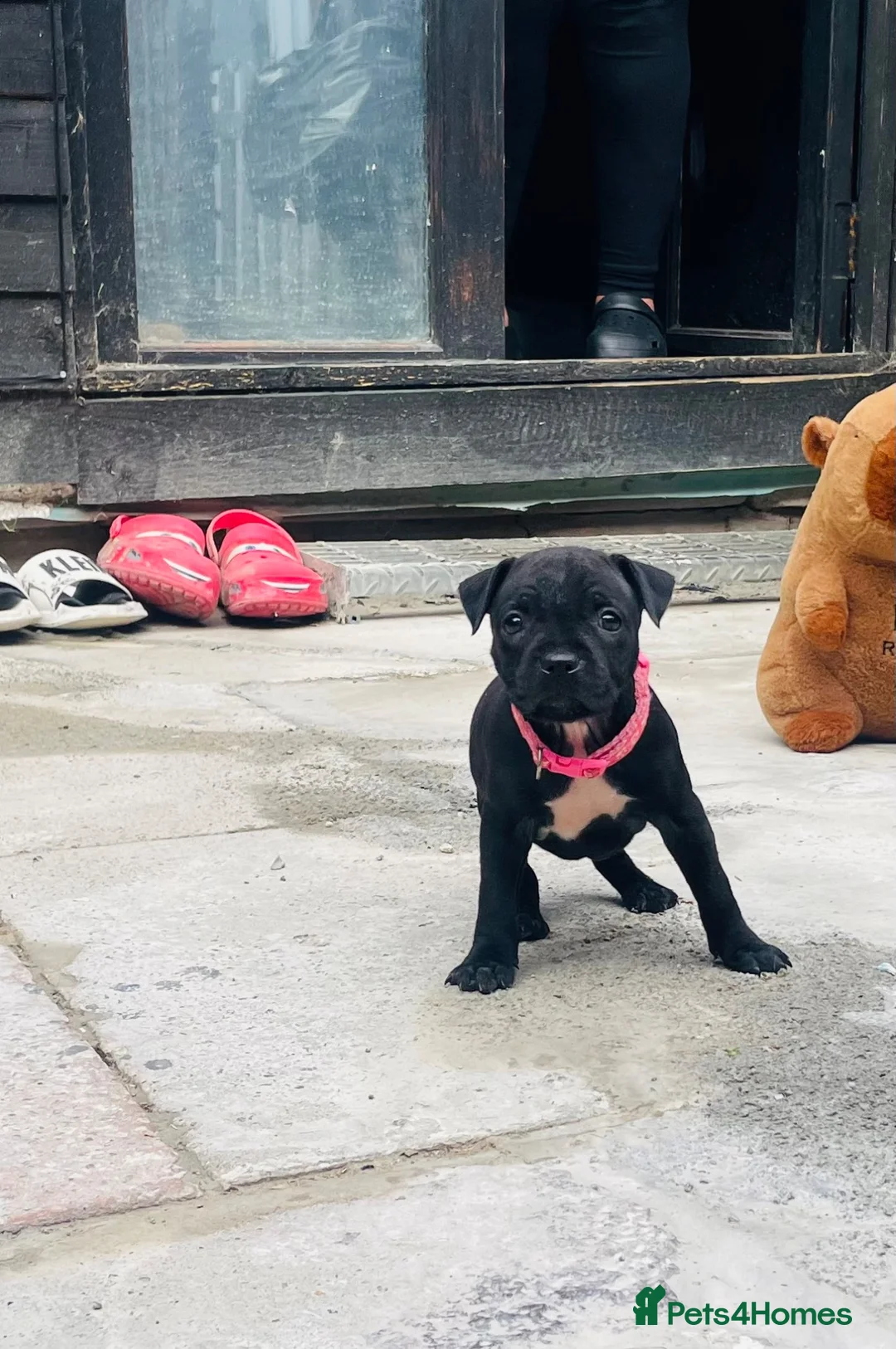 Staffordshire Bull Terrier dogs for sale: Staffordshire bull terrier puppies - Advert 2