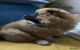 German Spitz dogs for sale: German spitz - Image 12