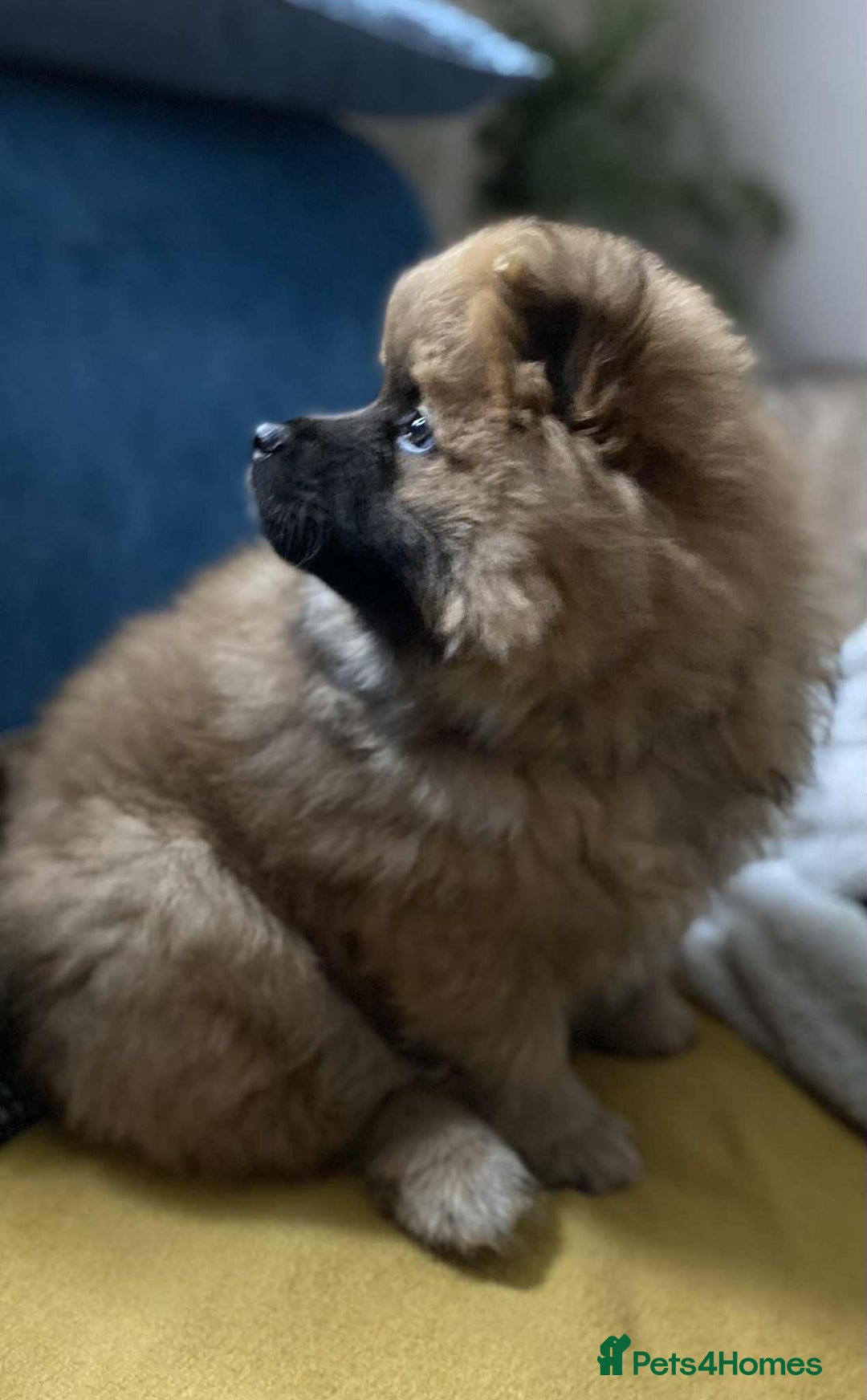 German Spitz dogs for sale: German spitz - Image 12