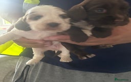 Cocker Spaniel dogs for sale: 🔥 rare coloured show type cocker spaniels  - Image 10