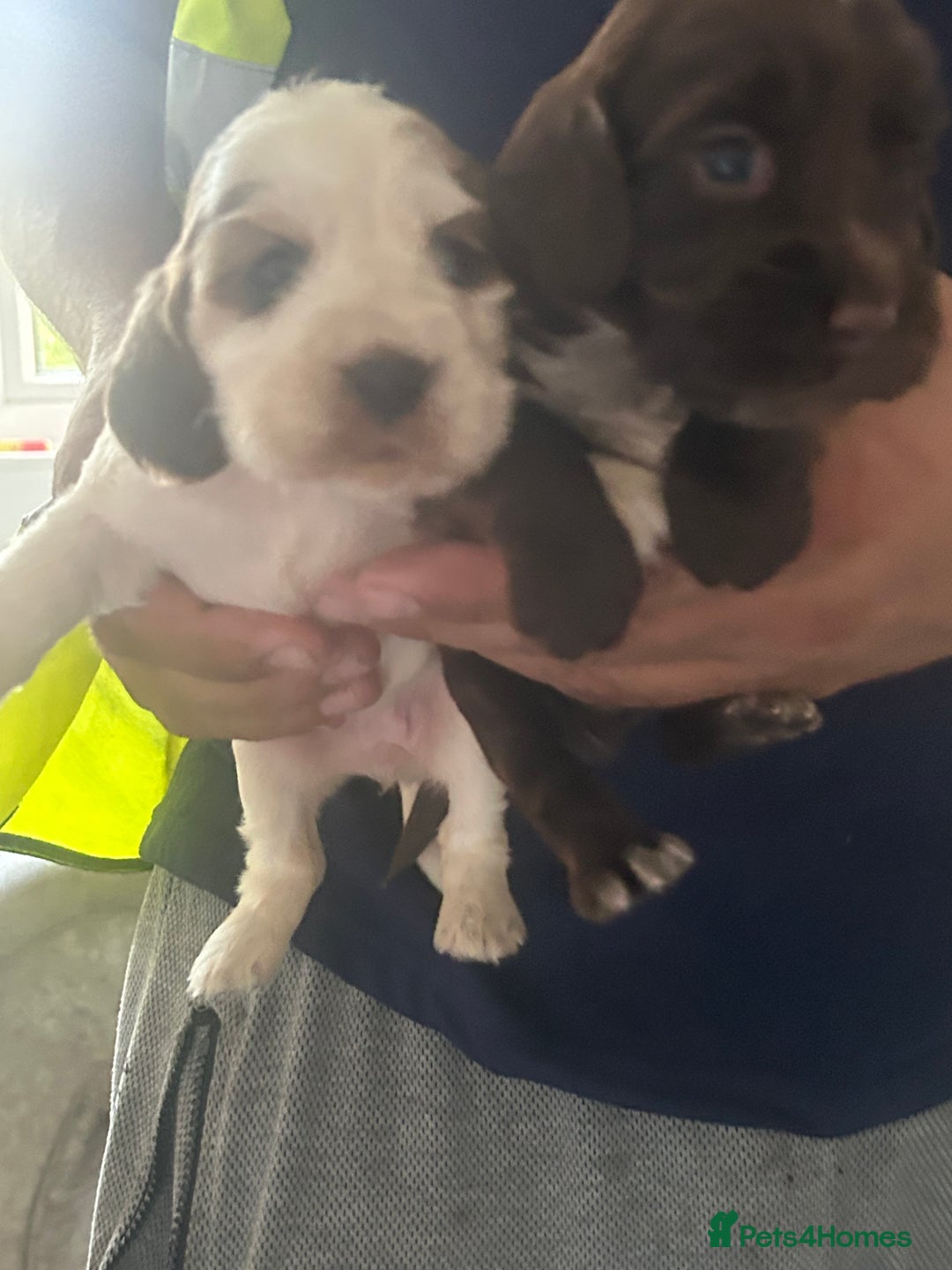 Cocker Spaniel dogs for sale: 🔥 rare coloured show type cocker spaniels  - Image 10
