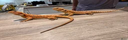 Bearded Dragon reptiles for sale: 2 female bearded dragons  in Herne Bay - Advert 8