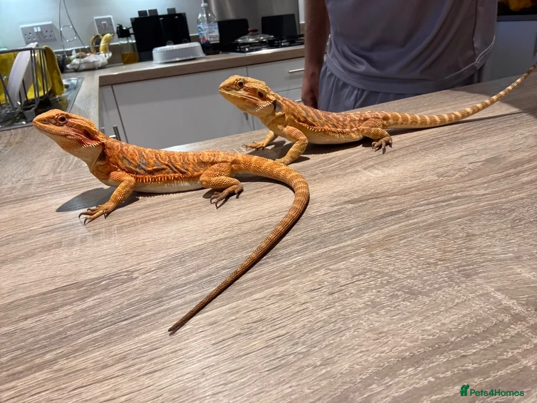 Bearded Dragon reptiles for sale: 2 female bearded dragons  in Herne Bay - Advert 8