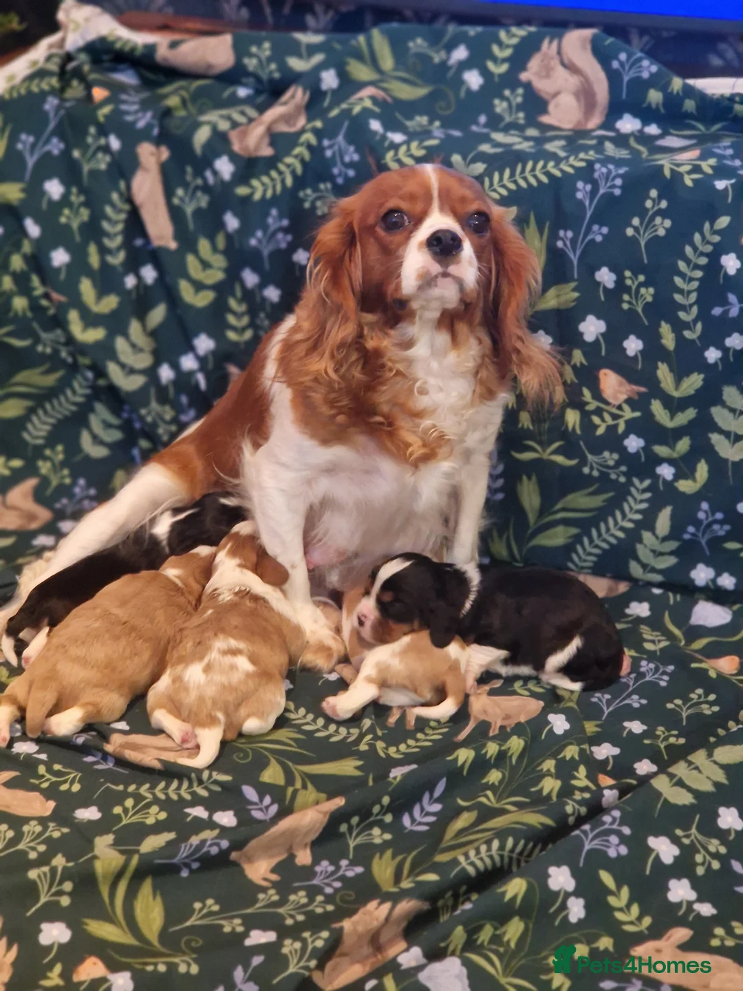 Cavalier King Charles Spaniel dogs for sale: Cavalier King Charles Spaniel! in Telford - Advert 2